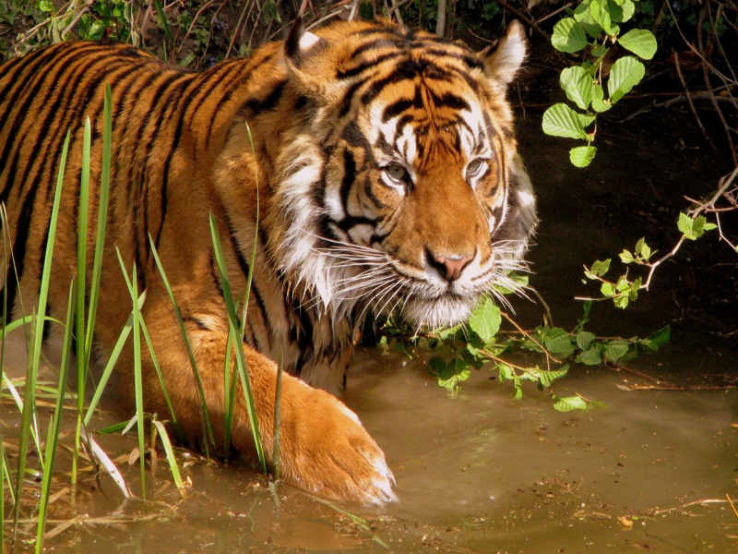 Dervan Trip Packages