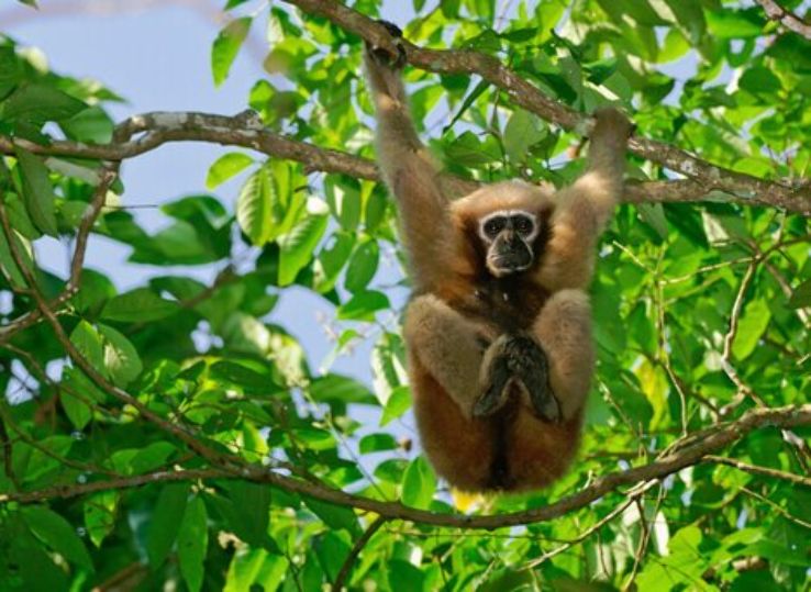 Hollongapar Gibbon Wildlife Sanctuary Trip Packages
