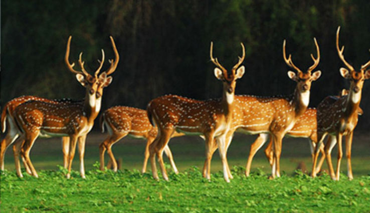Brahmagiri Wildlife Sanctuary  Trip Packages