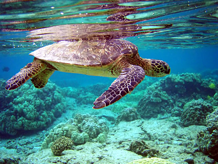 Turtle Islands Park  Trip Packages