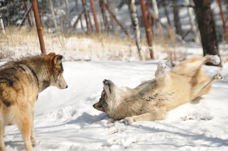 Colorado Wolf and Wildlife Center Trip Packages
