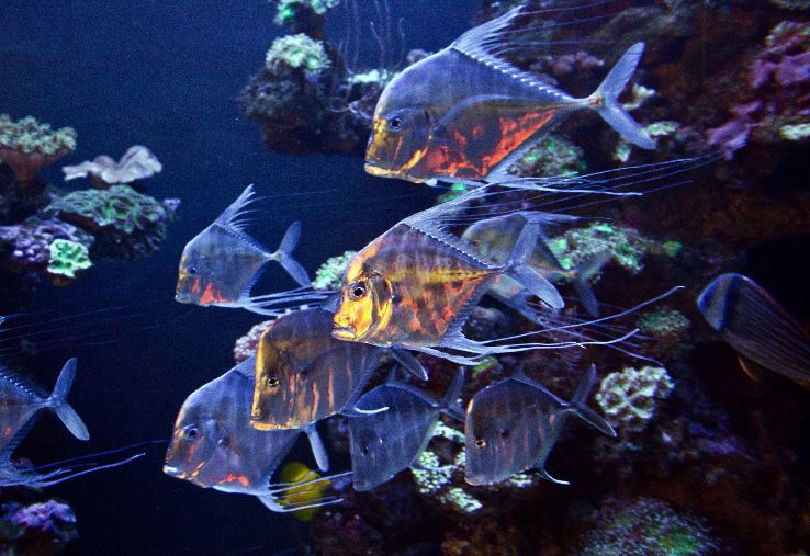 Palma Aquarium Trip Packages