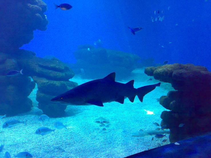 Palma Aquarium Trip Packages