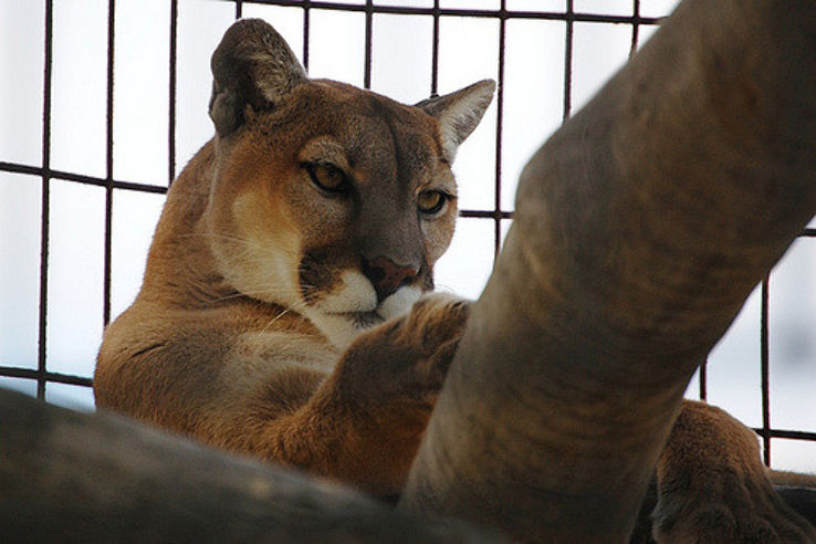 MEs Zoo Trip Packages