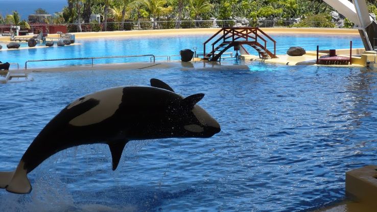 Loro Parque Trip Packages