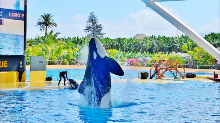 Loro Parque Trip Packages