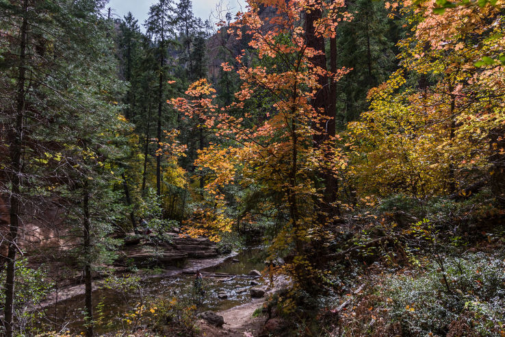 Coconino National Forest  Trip Packages