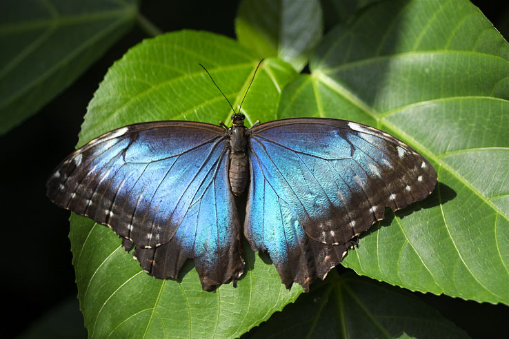 Key West Butterfly and Nature Conservatory  Trip Packages