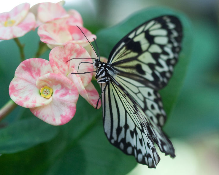 Key West Butterfly and Nature Conservatory  Trip Packages