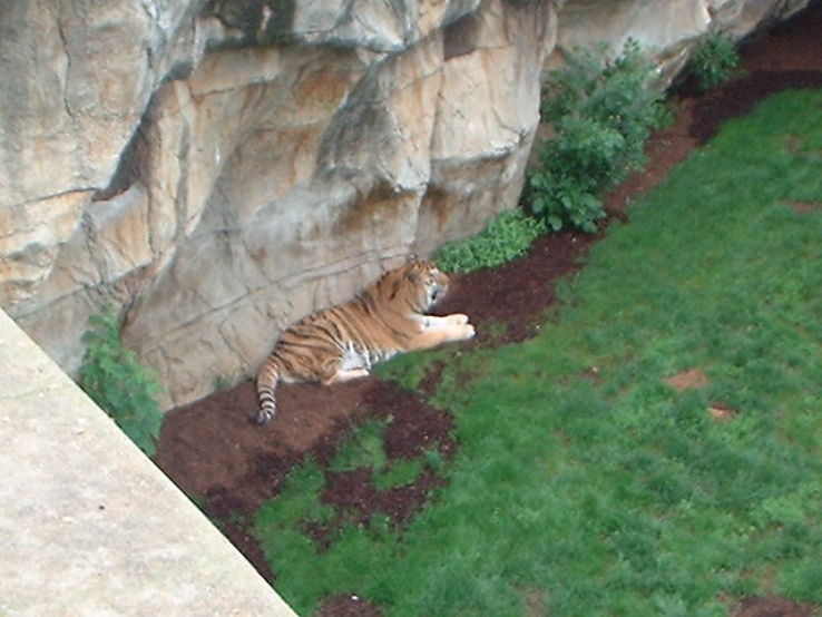 Saint Louis Zoo Trip Packages