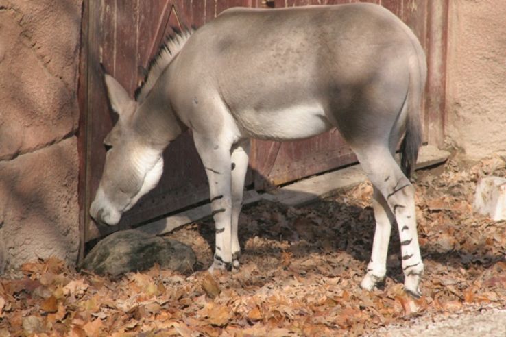 Saint Louis Zoo Trip Packages