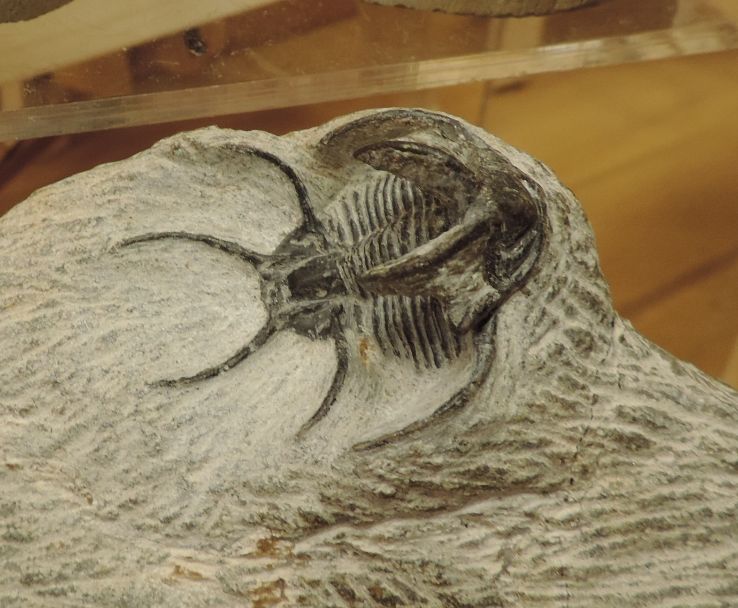 Museum of Natural Sciences Trip Packages