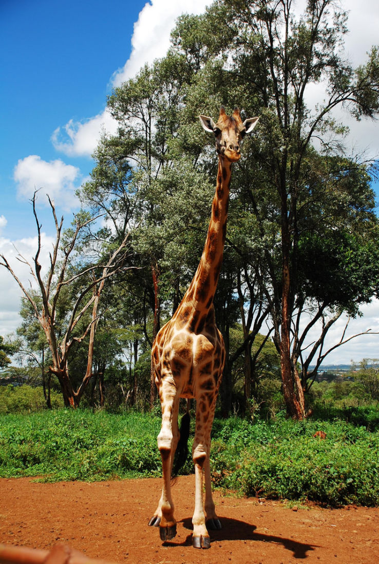 Giraffe Center Trip Packages