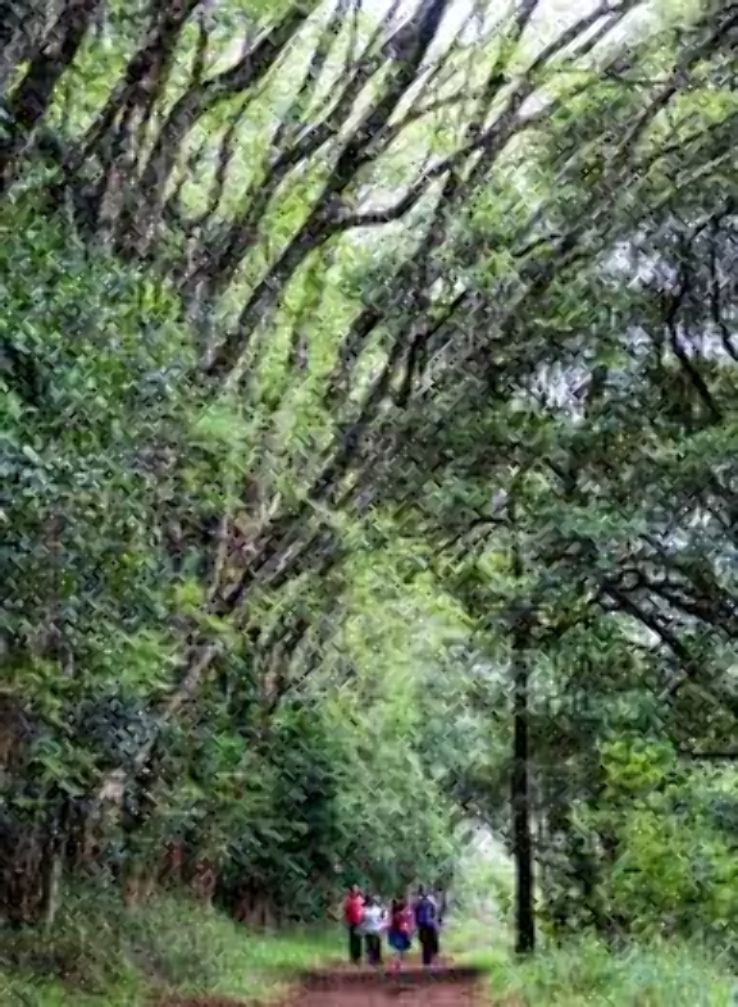 Karura Forest Trip Packages