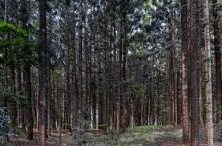 Karura Forest Trip Packages