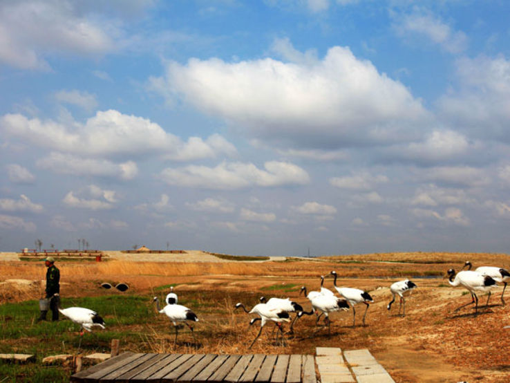 Zhalong Wetland Trip Packages