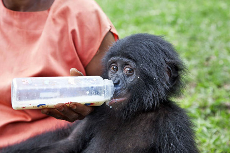 Lola ya Bonobo Trip Packages