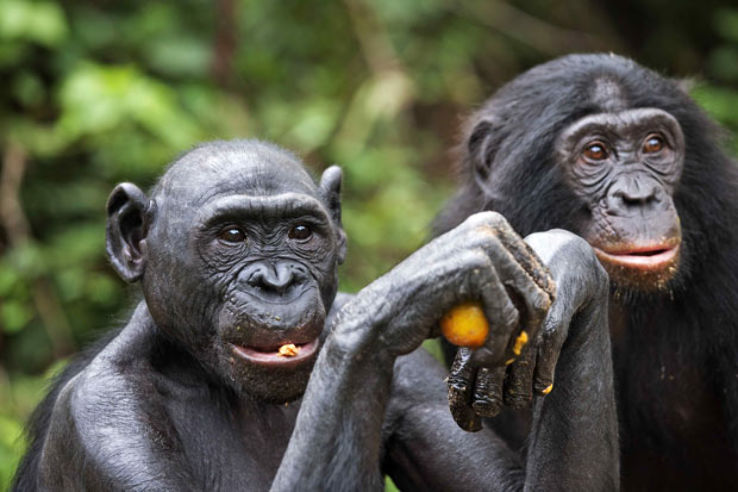 Lola ya Bonobo Trip Packages