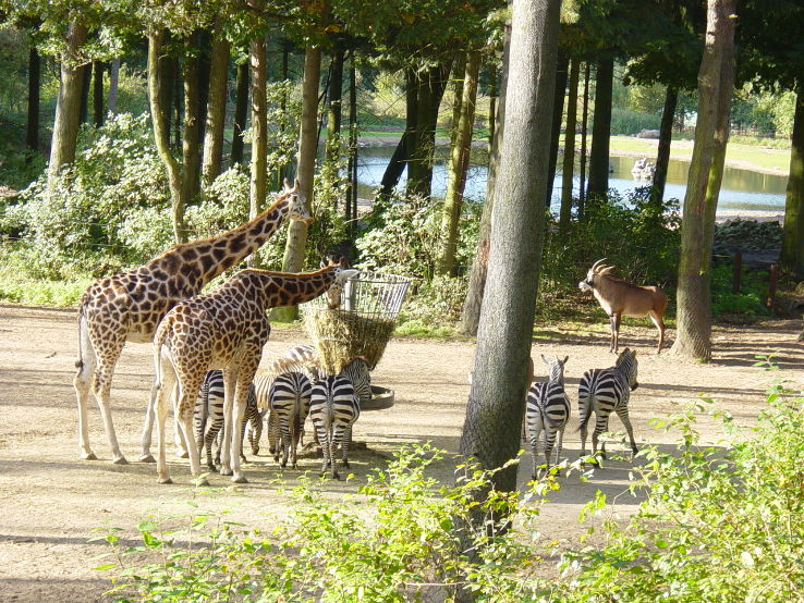 Royal Burgers Zoo Trip Packages