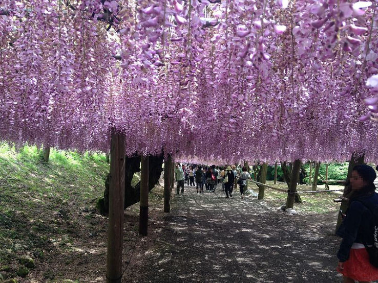 Kawachi Wisteria Garden Trip Packages