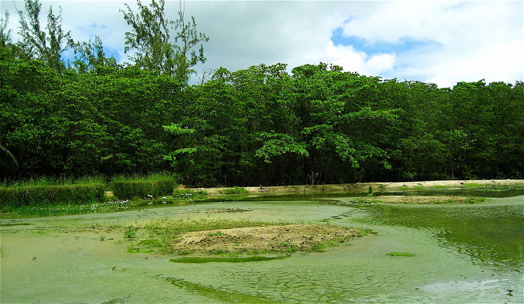 Graeme Hall Nature Sanctuary Trip Packages