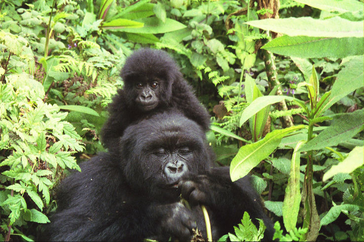 Virunga National Park Trip Packages