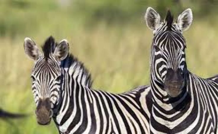 Phinda Resource Reserve: Northern Zululand Trip Packages