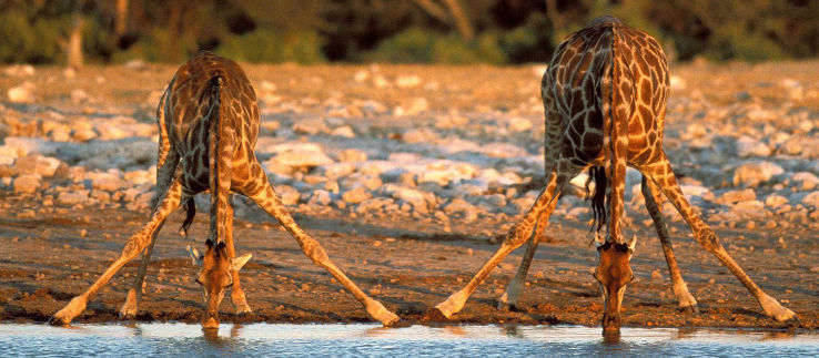 Kruger National park Trip Packages