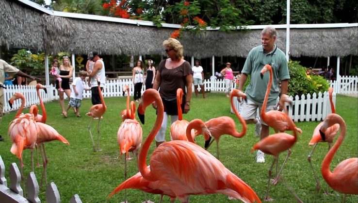 Ardastra Gardens Trip Packages