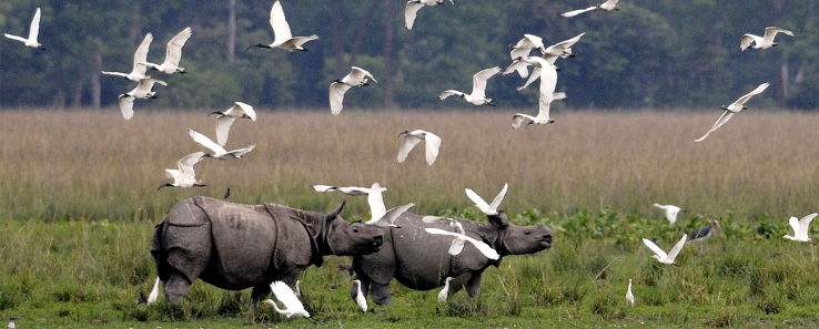 Kaziranga, Guwahati ,Shillong & Cherrapunji By Northeast Tour