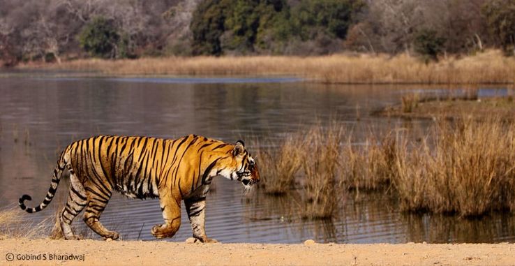 3 Days 2 Nights Ranthambore Tour Package by Beyond Stay Pvt. Ltd.