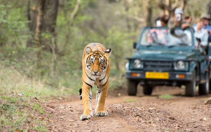 Memorable Ranthambore Tour Package for 7 Days 6 Nights