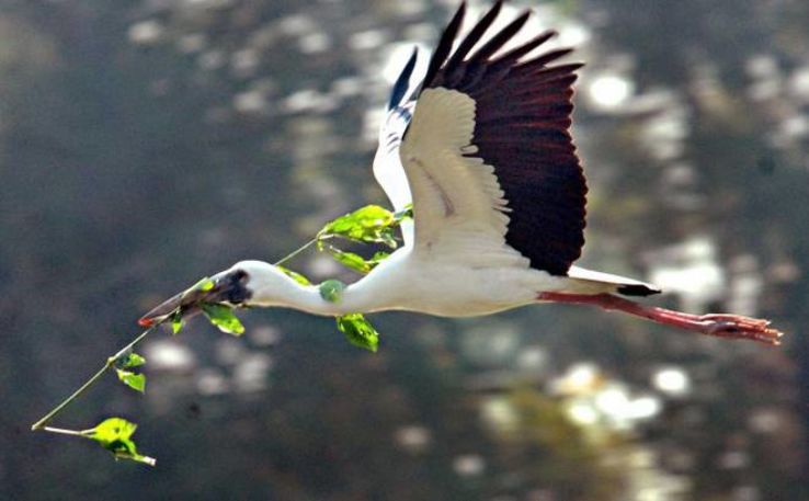 Ranganathittu Bird Sanctuary, Srirangapatna Trip Packages