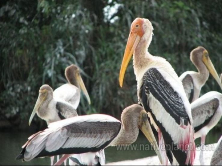 Ranganathittu Bird Sanctuary, Srirangapatna Trip Packages