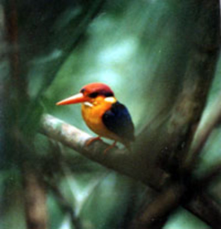 Thung Yai Naresuan Forest Trip Packages