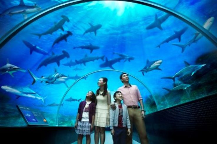 S.E.A. Aquarium Trip Packages