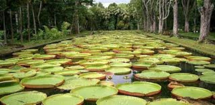 Sir Seewoosagur Ramgoolam Botanical Garden Trip Packages