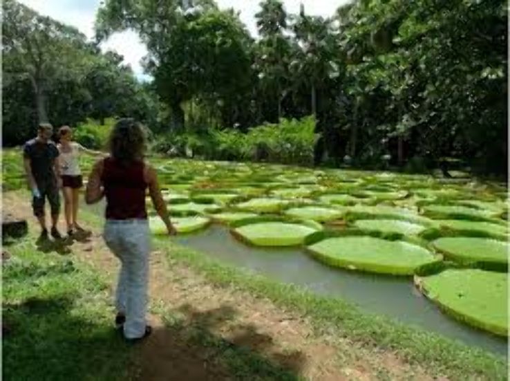 Sir Seewoosagur Ramgoolam Botanical Garden Trip Packages