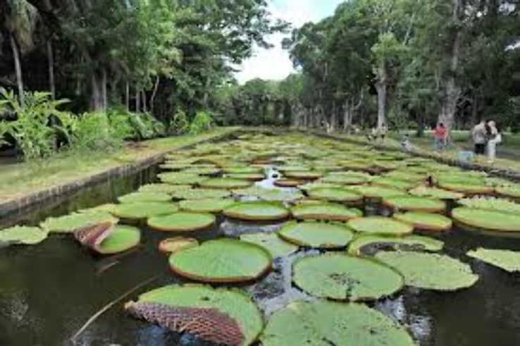 Sir Seewoosagur Ramgoolam Botanical Garden Trip Packages