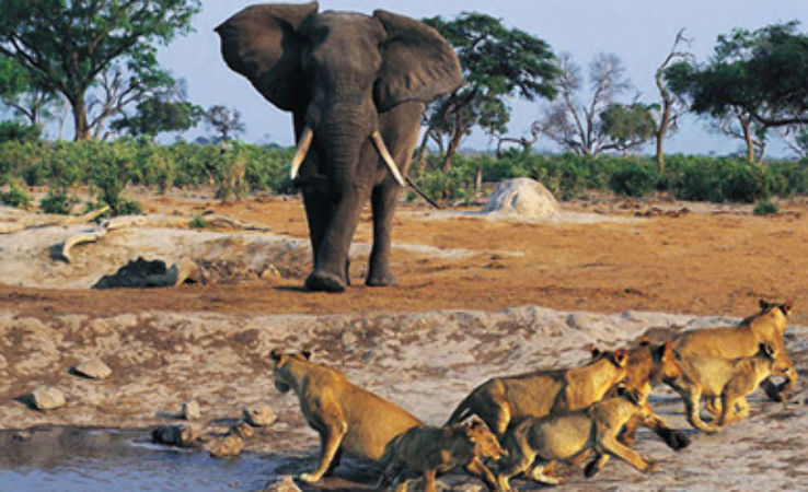 Tsavo National Park Trip Packages