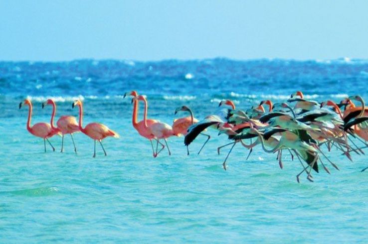 Inagua National Park Trip Packages