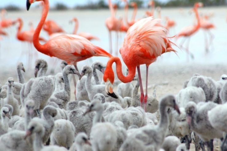 Inagua National Park Trip Packages