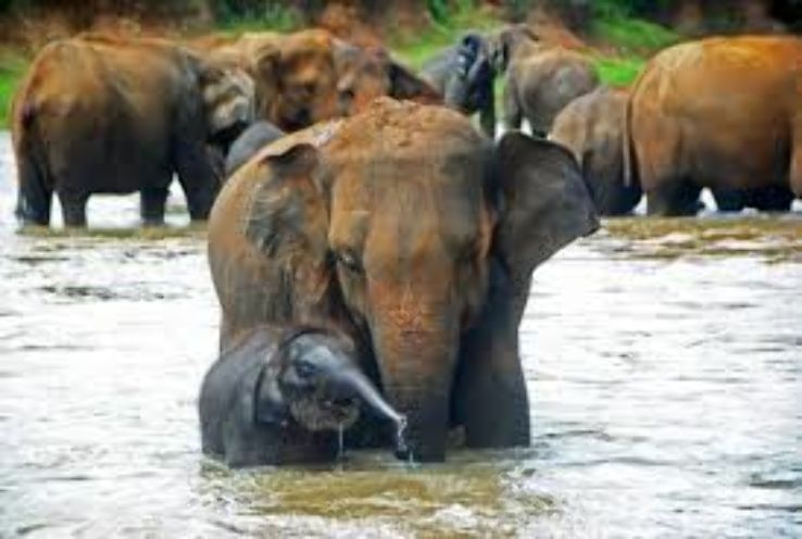 Pinnawela Elephant Orphanage Trip Packages