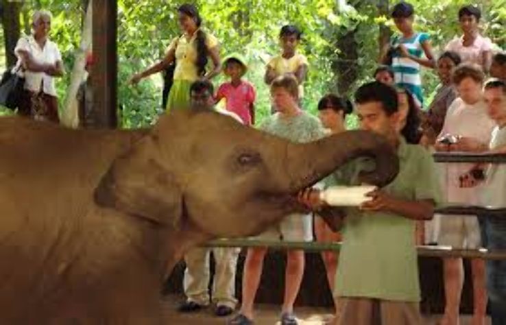 Pinnawela Elephant Orphanage Trip Packages