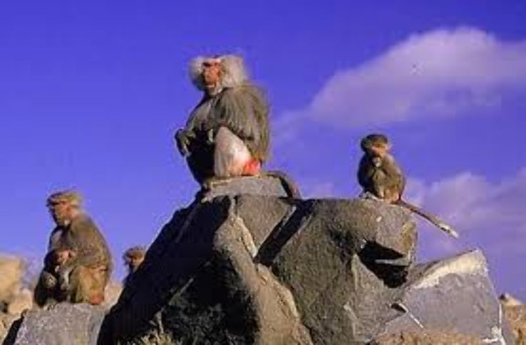 Asir National Park Trip Packages