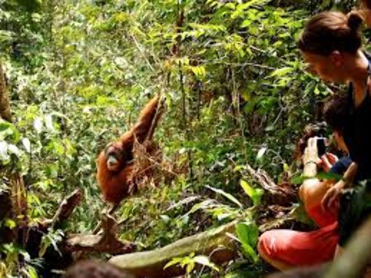 Gunung Leuser National Park Trip Packages