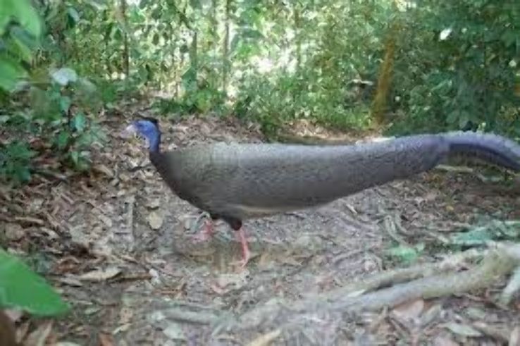 Gunung Leuser National Park Trip Packages