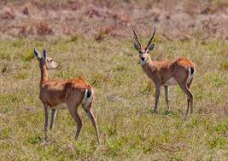 Emas National Park Trip Packages