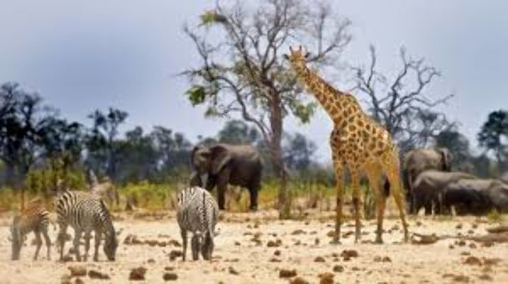 Hwange National Park Trip Packages