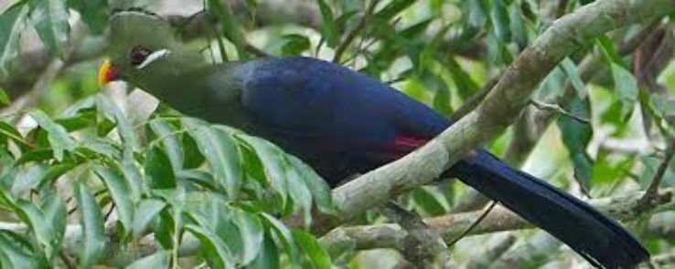 Kakum National Park Trip Packages